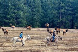 Purcell Collegiate partners with Windover Ranch to launch Equine Academy. PCS/Submitted