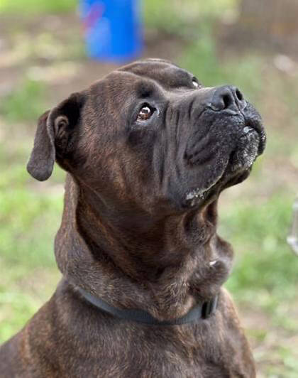 Meant 2B Loved Pet Rescue Society is set to kick off its online fundraiser on Nov. 15.